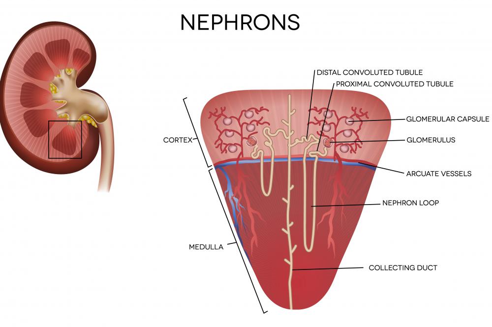 Image result for proximal convoluted tubule and capillary (http://images.wisegeek.com/nephrons-diagram.jpg)