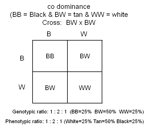 Image result for monohybrid cross codominance (http://sctritonscience.com/Wilson/biolog4psa.gif)