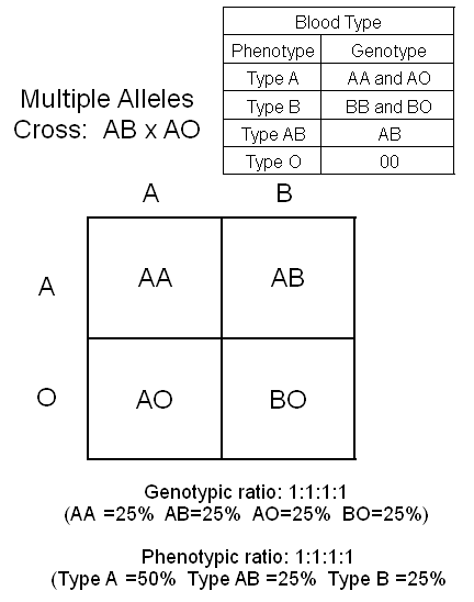 Image result for multiple allele crosses (http://sctritonscience.com/Wilson/biolog12psa.gif)