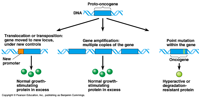 Image result for proto-oncogenes (http://www.zo.utexas.edu/faculty/sjasper/images/19.13.gif)