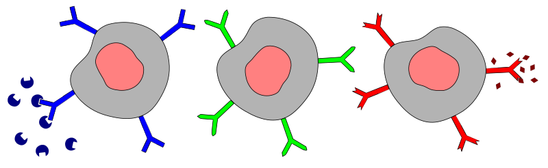 (http://upload.wikimedia.org/wikipedia/commons/thumb/8/81/Different-b-cells-with-antigen-receptors-and-antigen-molecules.svg/800px-Different-b-cells-with-antigen-receptors-and-antigen-molecules.svg.png)
