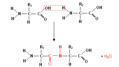 Image result for amino acid reaction (http://www.4college.co.uk/a/ep/protein3.gif)