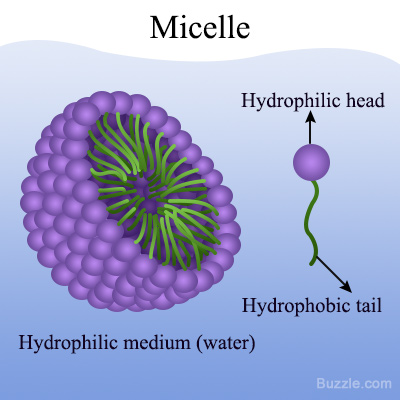 Image result for micelle (http://www.buzzle.com/images/diagrams/micelle.jpg)