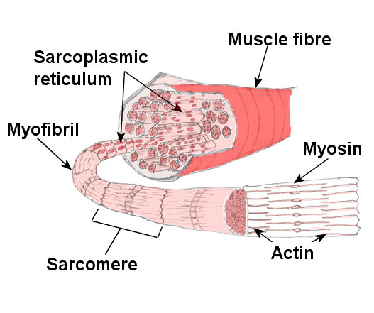 Image result for muscle structure (http://www.teachpe.com/images/anatomy-physiology/muscle_fibre_large.jpg)