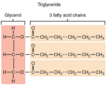 Image result for structure of triglycerides (http://study.com/cimages/multimages/16/triglycerides2.jpg)