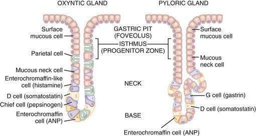 Image result for oxyntic glands and pyloric glands (http://clinicalgate.com/wp-content/uploads/2015/05/B9781416061892000494_f4.jpg)