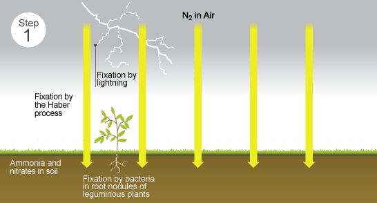 Diagram showing the 3 different ways of nitrogen fixation (http://www.bbc.co.uk/staticarchive/5bcebea179b4f8f437d8645c313edb83431a4b7b.gif)