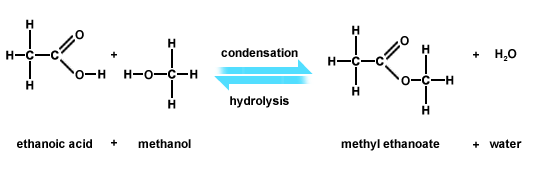 Image result for ethanoic acid and methanol (http://www.bbc.co.uk/staticarchive/7ad2d79edb381413c15783021c7cb40add85b928.gif)