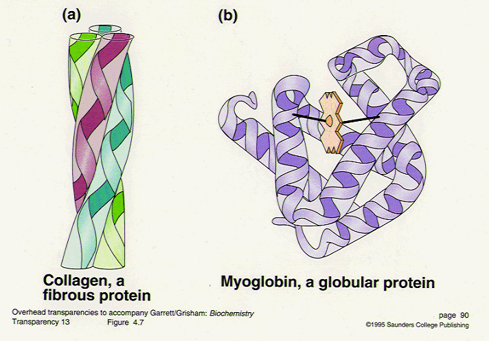 Image result for FIBROUS PROTEINS (http://3.bp.blogspot.com/-tbjkosaksBY/USmcgDd3kII/AAAAAAAAEZI/iaKcQXUYiBE/s1600/globular+and+fibrous+proteins.gif)