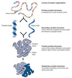 Image result for PROTEIN STRUCTURES (http://tse1.mm.bing.net/th?id=OIP.KyOH-KSeAK-6RnOCunDfRAETEs&pid=15.1)