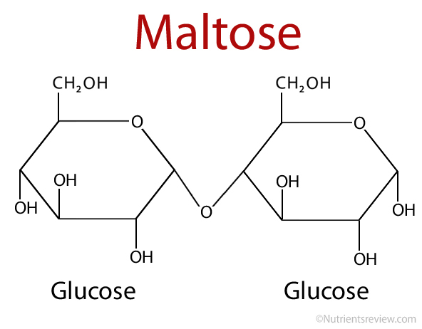 (http://www.nutrientsreview.com/wp-content/uploads/2015/08/Maltose.jpg)