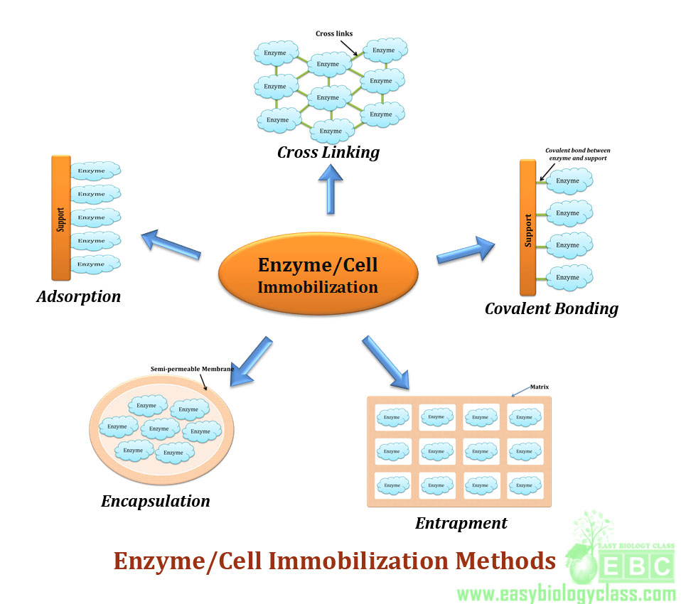 (http://www.easybiologyclass.com/wp-content/uploads/2015/04/Enzyme-whole-cell-immobilization-methods-easybiologyclass.jpg)