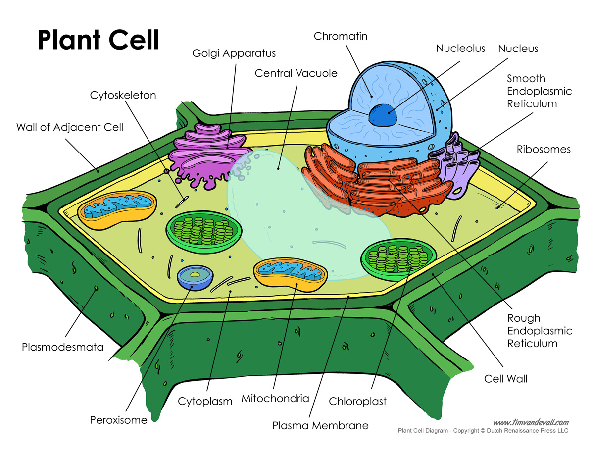 (http://www.timvandevall.com/wp-content/uploads/plant-cell-diagram.jpg)