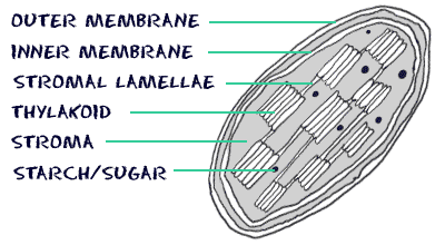 Cross-section of chloroplast with labels. Membranes, Stromal Lamellae, Thylakoid, Stroma, Sugars. (http://www.biology4kids.com/files/art/cell_chloroplast1.png)