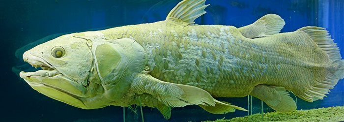 Image result for lobe finned fish (http://www.icr.org/i/wide/coelacanth_surprise_wide.jpg)