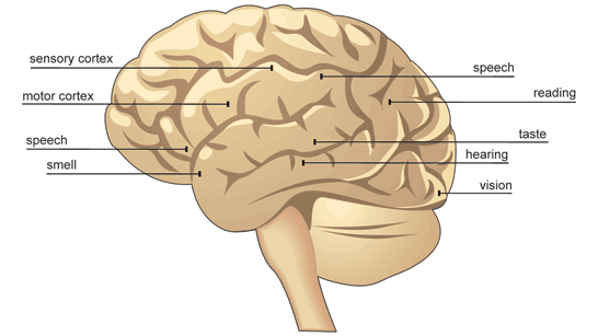 Annotated diagram of cerebral cortex (http://www.bbc.co.uk/schools/gcsebitesize/science/images/add_ocr_brain.gif)