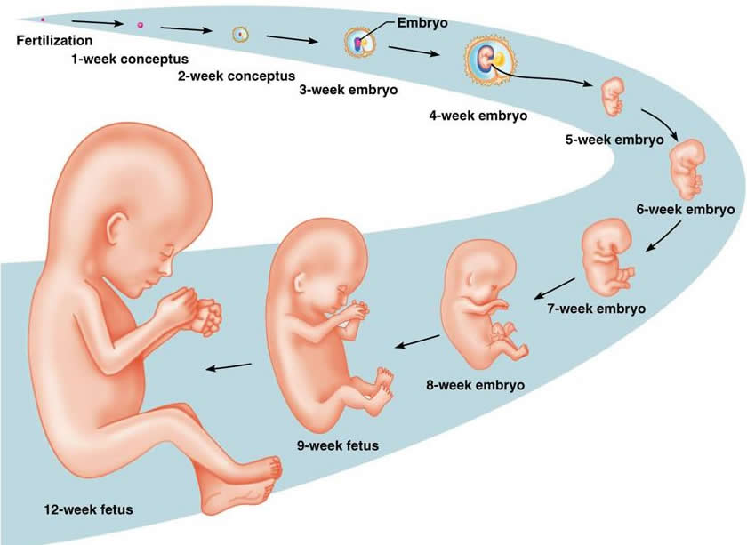 Image result for the stages of pregnancy and birth (http://1.bp.blogspot.com/-f39YVdFSTjI/T7wReosPt4I/AAAAAAAAAFs/CgjJFEXp3gw/s1600/Slide1.JPG)