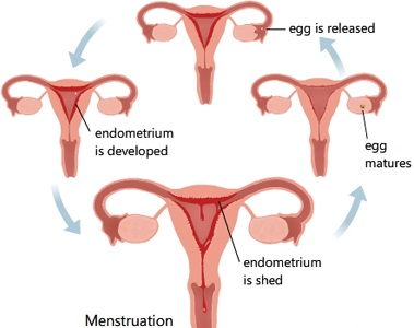 Image result for the stages of the menstrual cycle (http://www.newhealthadvisor.com/images/1HT03325/menstrual%20cycle.jpg)