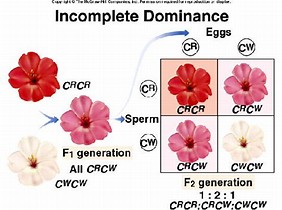 Image result for codominance flowers cross (http://tse3.mm.bing.net/th?id=OIP.AU3CkqmPIlClig0cpVRC_AEsDg&w=282&h=210&c=7&qlt=90&o=4&pid=1.7)