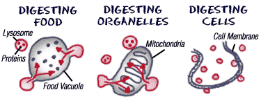 Digestion by lysosomes (http://www.biology4kids.com/files/art/cell_lysosome2.png)