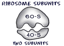 Ribosome subunits (http://www.biology4kids.com/files/art/cell_ribosome2.png)