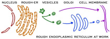 Rough Endoplasmic Reticulum and protein synthesis (http://www.biology4kids.com/files/art/cell_er3.jpg)