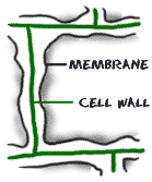 Cell wall structure showing membrane and cell wall in a plant. (http://www.biology4kids.com/files/art/cell_wall1.png)