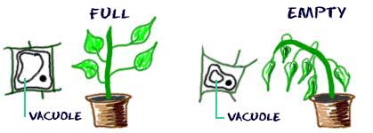Vacuoles help plants maintain structure (http://www.biology4kids.com/files/art/cell_vacuole1.jpg)
