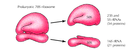 Image result for ribosomes in prokaryotes (http://biosiva.50webs.org/transl6.gif)