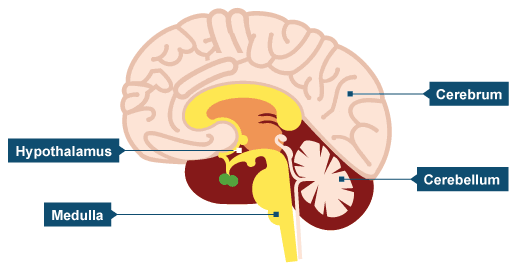 Image result for brain diagram gcse (http://www.bbc.co.uk/staticarchive/14407648405dfe6bd2d81020cd73439350d2bb7d.png)