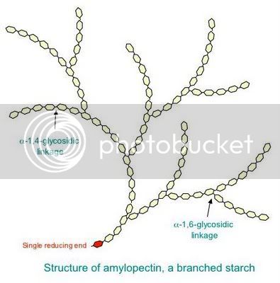 Image result for amylopectin (http://i30.photobucket.com/albums/c349/wee-mama-xyz/graphs/Amylopectin1.jpg)