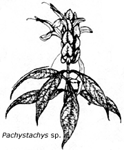 Pachystachys sp. (http://www.mbgnet.net/sets/rforest/plants/pp6_2b.gif)