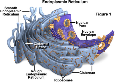 (http://micro.magnet.fsu.edu/cells/endoplasmicreticulum/images/endoplasmicreticulumfigure1.jpg)