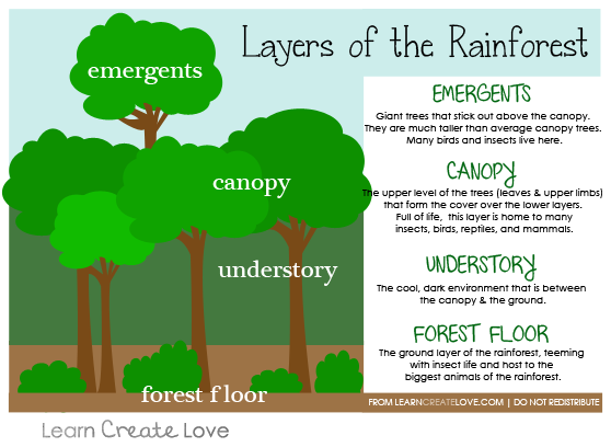 Image result for 4 layers of the rainforest (http://learncreatelove.com/wp-content/uploads/2012/03/rflayers.png)