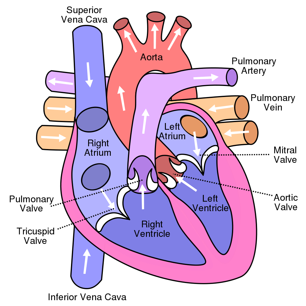 Image result for the heart diagram (http://interactive-biology.com/wp-content/uploads/2009/12/heart.png)