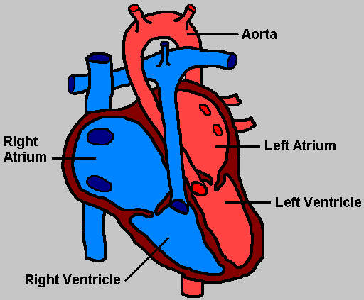 Human Heart Diagram (http://www.myschoolhouse.com/courses/C/4/Images/heart.gif)