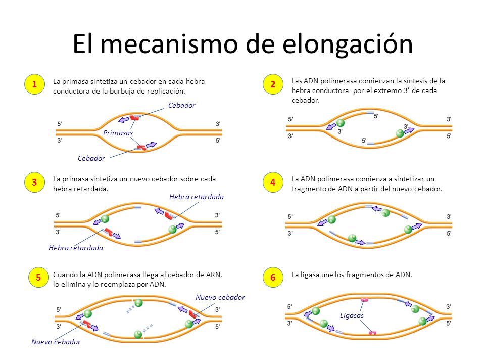 Resultado de imagen de mecanismo de elongación en las horquillas de replicación (http://slideplayer.es/101341/1/images/35/El+mecanismo+de+elongaci%C3%B3n.jpg)