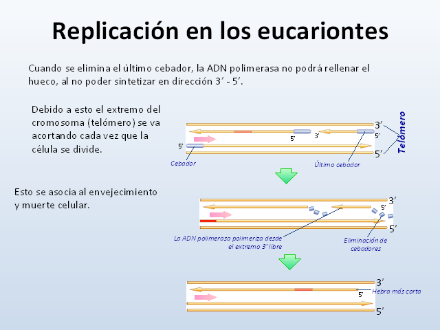 Resultado de imagen de la replicacion en eucariotas (http://www.monografias.com/trabajos105/reproduccion-celular/img39.png)