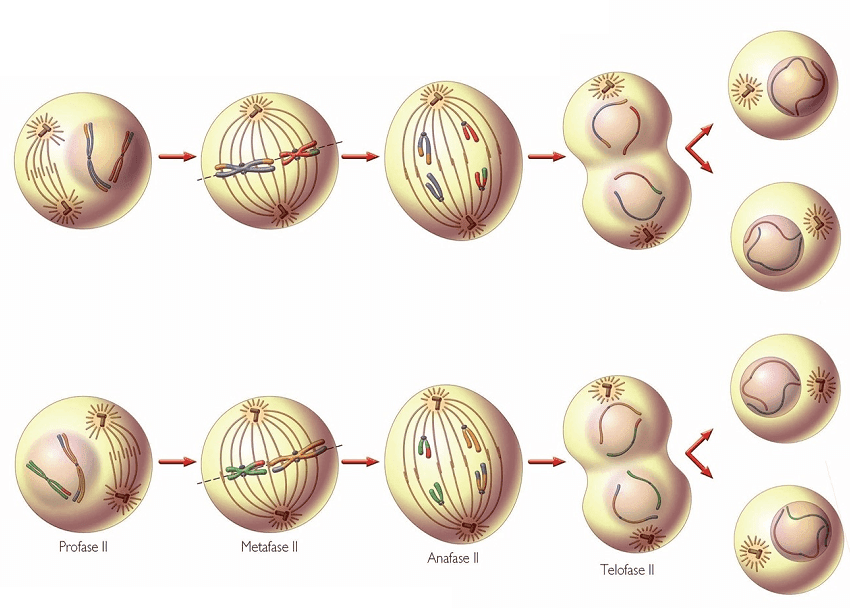 Resultado de imagen de meiosis 2 en español (http://3.bp.blogspot.com/-2_pLjAn3C90/U5nkc_jTZCI/AAAAAAAAA64/lE6SGgAI7TQ/s1600/52.+Meiosis+II.png)