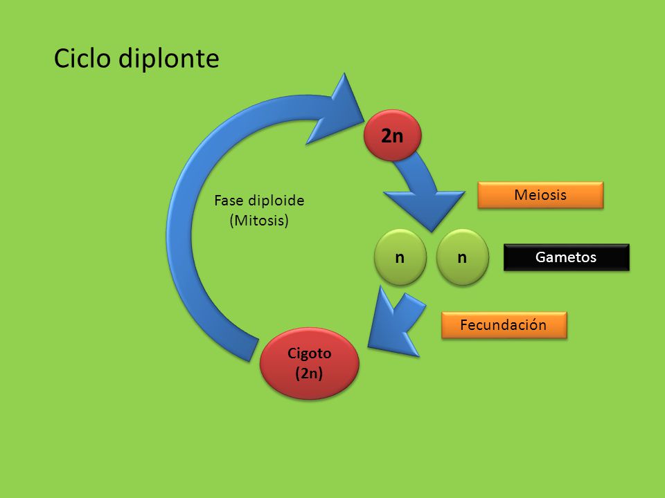 Resultado de imagen de ciclo diplonte (http://images.slideplayer.es/17/5449660/slides/slide_66.jpg)