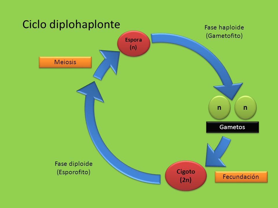 Resultado de imagen de ciclo diplohaplonte (http://images.slideplayer.es/17/5449660/slides/slide_68.jpg)