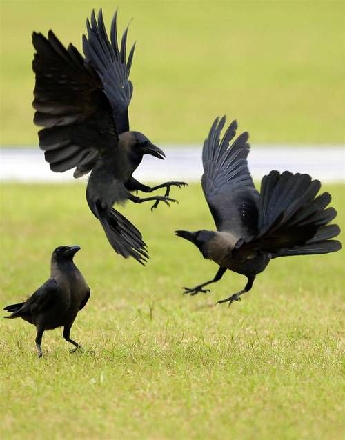 Image result for crows (http://www.glenchilton.com/wp-content/uploads/2017/05/House-Crows-bickering-www-pinterest-com.jpg)