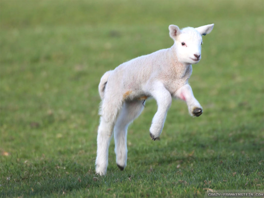 Image result for lamb (http://eskipaper.com/images/lamb-9.jpg)