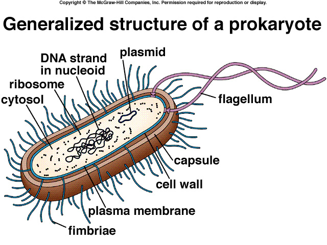 Image result for structure of a prokaryote (http://pulpbits.net/wp-content/uploads/2013/11/Prokaryotic-Cell-Structure.jpg)