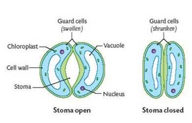 Image result for guard cells (http://biology4isc.weebly.com/uploads/9/0/8/0/9080078/1633689.jpg?378)