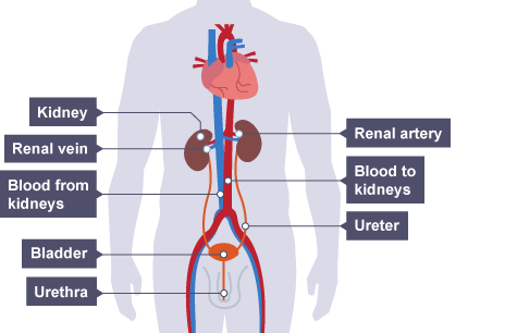 Image result for Urinary system diagram gcse (http://www.bbc.co.uk/staticarchive/fca17502f0f7e9299b13e70c1ba67b1f9a43a124.gif)