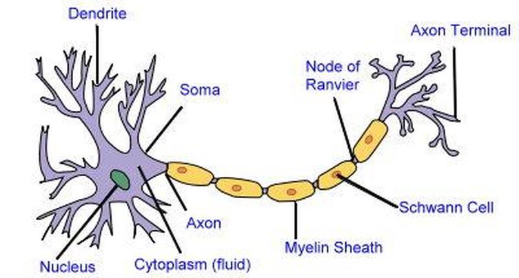Image result for nerve cell diagram (http://nervecell-assesment.weebly.com/uploads/2/2/4/9/22498854/7463917.jpg?753)