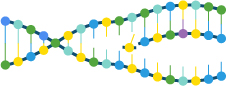 DNA helix unzipping and being copied (http://www.bbc.co.uk/staticarchive/5a6de6442a2225c1d1f6e801899cec515d31f0bc.jpg)