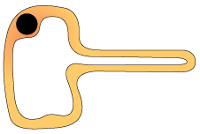 Root hair cell (http://www.bbc.co.uk/schools/gcsebitesize/science/images/addgateway_roothaircell.gif)