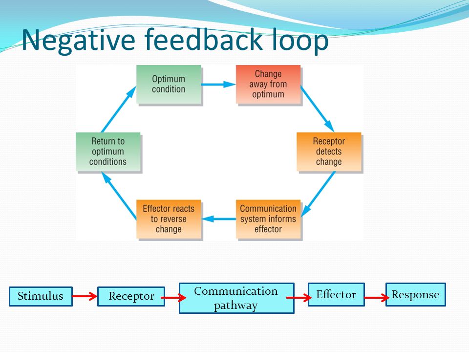 Image result for negative feedback loop (http://slideplayer.com/5948309/20/images/8/Negative+feedback+loop.jpg)